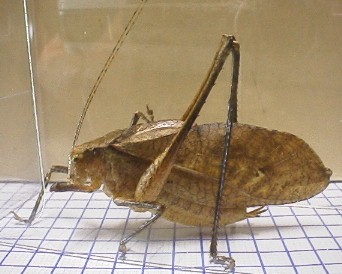 kutsuwamushi brown type male