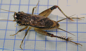 oookame male upper view