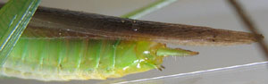 abdominal corner and end of wing