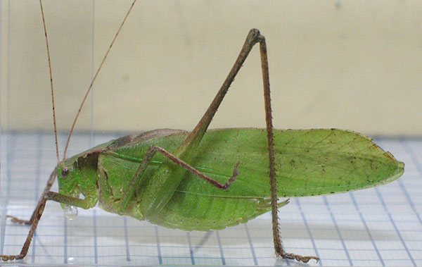 green type male