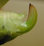 female ovipositor