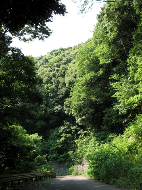 Ooka-forest